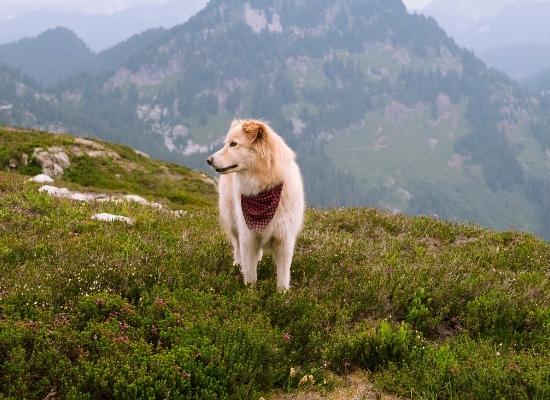 dog at North Cascades